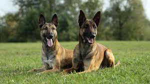 And while we're sure what makes up this mixed breed, we can't say the same for the time and place of its origin. Belgian Malinois Pet Health Insurance Tips