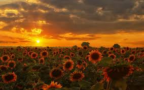 Resultado de imagen de campo de girasoles de noche