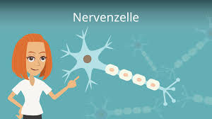 A neuron has many of the same organelles such as mitochondria, cytoplasm and a nucleus, as other cells in the body. Nervenzelle Neuron Aufbau Und Funktion Mit Video
