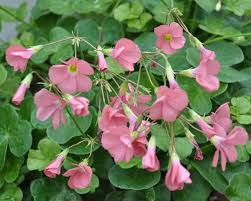 Image result for Oxalis semiloba