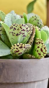 Image result for Kalanchoe marmorata