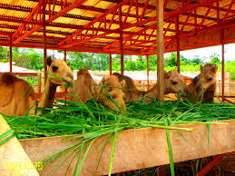 Eko Parc Ahala Yaounde Cameroun Fair Grounds Travel Animals