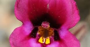 Image result for Phrymaceae