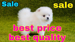 Where do we get mini pomeranian in kerala / no dog breed, such as teacup pom, miniature pomeranian, mini pomeranian, toy pomeranian, pocket pomeranian, miniature poms, micro teacup pomeranian or a teacup pomeranian does not exist! Pomeranian Puppies For Sale Pomeranian Dog Pomeranian Puppy Youtube