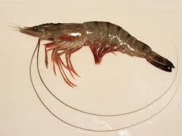 We did not find results for: Prawn Wikipedia