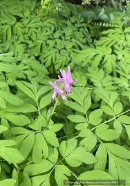 Image result for Corydalis