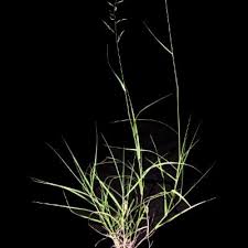 Image result for Schmidtia kalahariensis