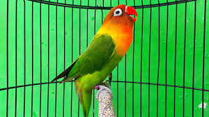 Check spelling or type a new query. Download Lovebird Ijo Standart Josan Pasjo Ngekek Panjang Mp3 Mp4 3gp Flv Download Lagu Mp3 Gratis