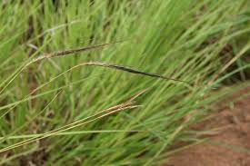 Image result for Heteropogon