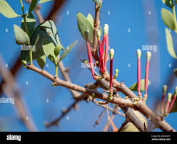 Image result for Tapinanthus oleifolius