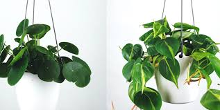 Las plantas y las flores son elementos de decoración realmente bellos. Las Plantas Colgantes Mas Populares Para Decorar Tu Hogar