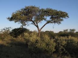 Image result for Acacia erioloba