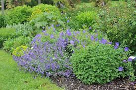 We're happy to provide a brief list of deer and rabbit resistant trees, shrubs, annuals, and perennials for your yard and garden. 13 Flowering Plants Rabbits Will Leave Alone Gardener S Path