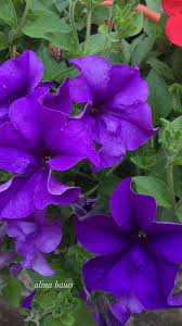 Petunia Purple Flowers Pretty Flowers Beautiful Flowers