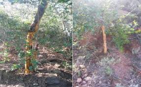 Image result for Brackenridgea zanguebarica