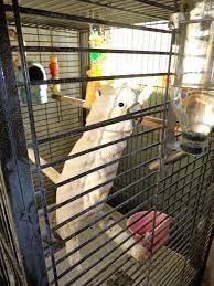 This means if i did not rescue this dog he please sign the petition to urge the spca and lehigh county's humane police officer to investigate the pet shop in whitehall mall! The Pet Shop 1988 Whitehall Mall Whitehall Pa 18052 Yp Com