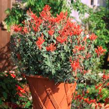 Image result for Dicliptera pumila