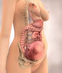Week 23 Pregnancy Timeline Fetal Development Week By Week With Pictures