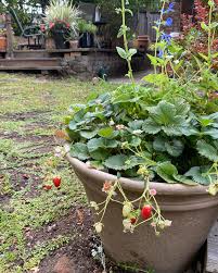 Image result for Lippia oatesii