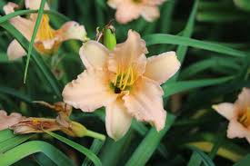 Quality, field grown daylilies, est. Stella S Ruffled Fingers A North East Ohio Garden
