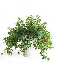 Houseplants For Any Kind Of Light Goldfish Plant Plants House Plants