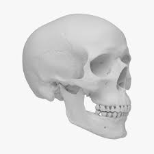 Scan Human Skull Jaw 3d Model Human Skull Skull 3d Model