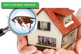 Pest control services at bro4u served 3000 customer all over bangalore in last 30 days. Pest Control Bangalore Pest Control Services Pest Control Company In Bangalore Specific Home Services