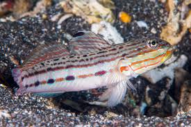 Image result for Tinnea galpinii