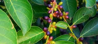 Image result for Bridelia micrantha