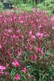 Gaura Cherry Brandy Seen En Masse In The Border It Creates A Charming Airy Gauzy Effect And Associates Very Well With Oth Perennials Perennial Garden Gaura