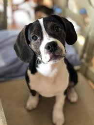 Awesome french bulldog puppies now available for new homes. Dog For Adoption Maximilian A Beagle Boston Terrier Mix In Youngstown Oh Petfinder