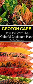 Croton Plant Care Growing Pest Propagation Codiaeum Plants Croton Plant Care Florida Plants Crotons Plants
