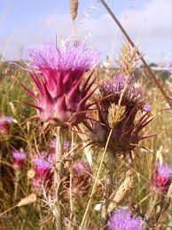 Cardoons Are Used As A Vegetarian Source Of Enzymes For Cheese Production In Portugal Traditional Coagulation Of The Curd Cardoon Wild Edibles Unusual Plants