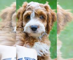 68 likes · 16 talking about this. View Ad Cavapoo Puppy For Sale Near Wisconsin Milwaukee Usa Adn 215397