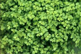 Image result for Stomatanthes helenae