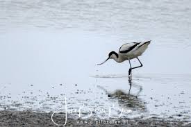 Een wandelgroep en een groep vogelaars en. Marker Wadden Digifotofan