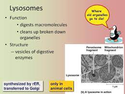 These lysosomes are too small to be all of the lysosomal enzymes are acid hydrolases. Ppt Tour Of The Cell 2 Ch 6 Powerpoint Presentation Free Download Id 2045397
