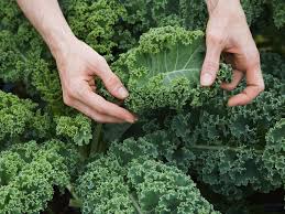 Maybe you would like to learn more about one of these? Vitamin K Health Benefits Food Sources And Deficiency