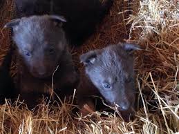 Beautiful coats, disposition, and conformation. Akc Blue German Shepherd For Sale In Mount Gilead Ohio Classified Americanlisted Com