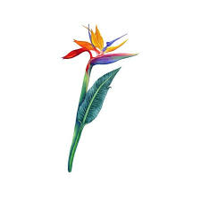 Arm Bird Of Paradise Flower Tattoo Pin On Tattos