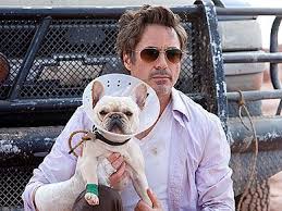 Robert Downey Jr Bulldog Celebrity Dogs Robert Downey Jr