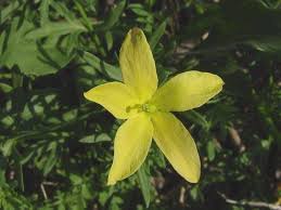 Image result for Menodora heterophylla