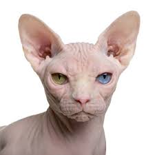 Unsere katze hat am 30.04.21 4 babys zu welt gebracht 4mädchen. Nacktkatzen Fehlen Sinnesorgane Katzengenetik Vererbung Der Fellfarben Und Fellmuster Bei Katzen