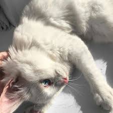 Mkmatcha Cute Animals Animals Cute Creatures