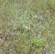 Image result for Diplolophium africanum