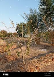 Image result for Dalbergia melanoxylon