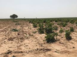 Image result for Isoberlinia doka