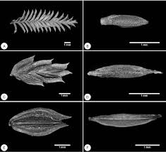 Image result for Courtoisina assimilis