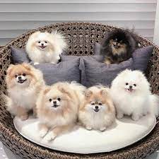 Account Suspended Cute Pomeranian Pomeranian Puppy World Cutest Dog