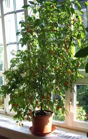 Egal ob mild oder scharf: Chili Zuchten Die Tipps Und Tricks Fur Die Wohnung Pepperworld